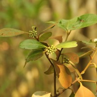 Aegiceras corniculatum (L.) Blanco